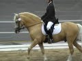Dressage LB:1, Swedish New Forest Championchips 07