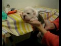 Orcottuy Puppies Multi Ch. Blood Blue Boy X La Chata Pat Dellar