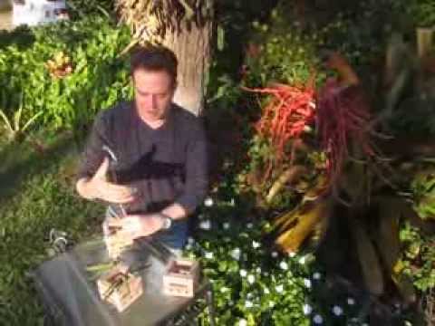 how to care vanda orchids