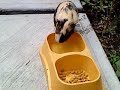 cuyo o coayo comiendo croquetas