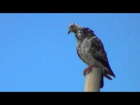 Mikä lintu? vers1