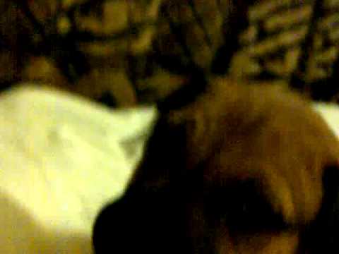 boerbull