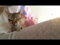 Click here to watch this video CoCo ドライヤーから逃げる