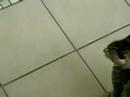 Dueling kittys part I