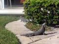 videos de Iguana eating banana
