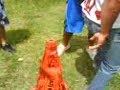 Cone da Alegria. UMILD\
