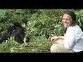 Visiting with the Rwandan Gorillas