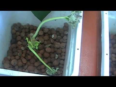 how to grow zucchini hydroponically