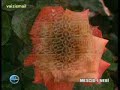 G�ly�z�n� R�yam?zda Rasulallah ilahi klip medine Hz.Muhammed