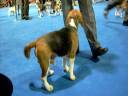 Eukanuba Beagle 15\" Eukanuba Beagle 15\"