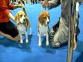 Eukanuba Beagle 15