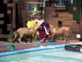 Boerboel video