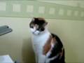 The Cat that attacks Printers (Original sound, No effects)