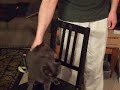 Spanking the Moxley Cat