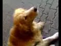 Golden Retriever pet Golden Retriever pet