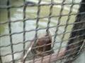 videos de The Moscow Zoo