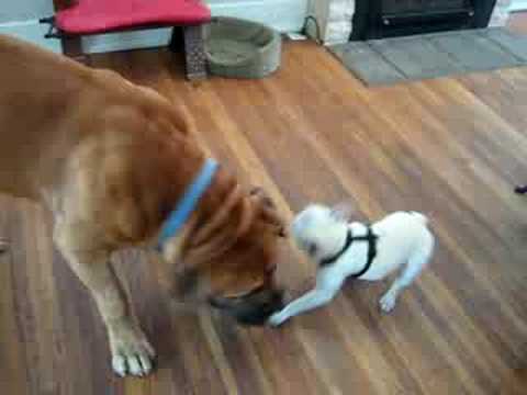 boerboel