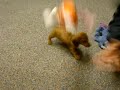 Our New Dachshund Puppy