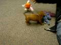 videos de Our New Dachshund Puppy
