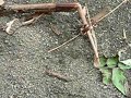 Crazy Ants