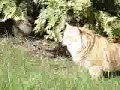 5) KITTEN MEETS FAWN 5) KITTEN MEETS FAWN