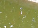 my fish