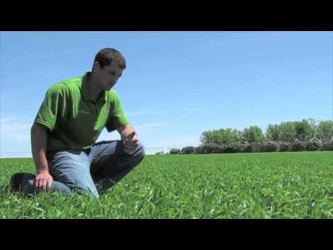 how to grow rye grass