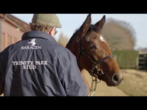 Tattersalls December Foal Sale Day 4 2016