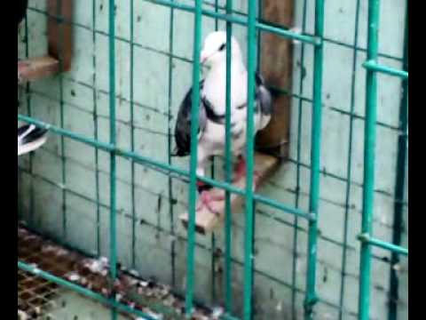 Racing Pigeon in Philippines Carl's Loft