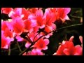UR EVERYTHING by Shana Falana New EP "In the Light" out now UR EVERYTHING by Shana Falana New EP "In the Light" out now