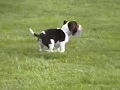 Beagle video