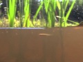 Larval Sea Lamprey Swimming in Stream