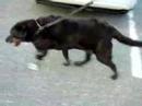 www.animalorthocare.com