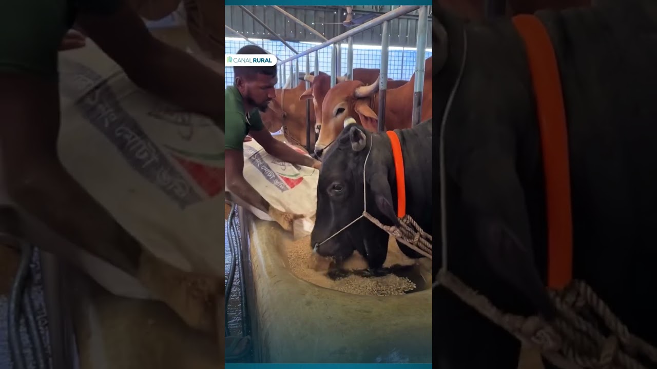 O segredo da suplementação do gado