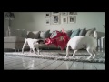 Click here to watch this video Jonathan Boynton-Lee - Friskies: Handbag
