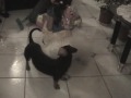 Pelea canina 