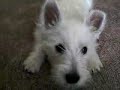 Mein Hund kann wirklich bellen