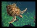 Animales en peligro de extinci�n