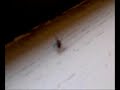 Mexican Dancing Fly
