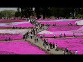 元気発信　復興支援　秩父芝桜の丘2011年4月29日