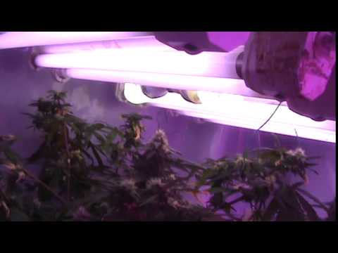 how to grow weed with uv light
