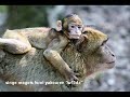 WILAYA TIZI-OUZOU ALGéRIE CHANSON IDIR WILAYA TIZI-OUZOU ALGéRIE CHANSON IDIR