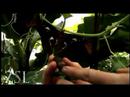 Atlas Moth Lifecycle