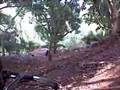 Ver Video