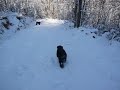 Bovari delle Fiandre Neve 2