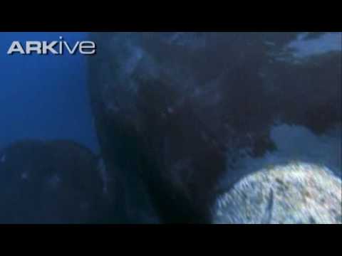 Ballena franca glacial o de los vascos