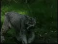Lynx Lynx