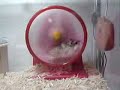 Hamster Gets Owned By Wheel
