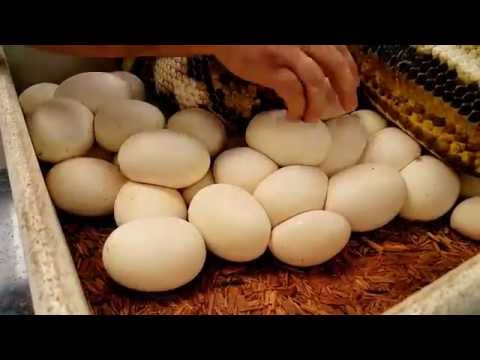 YouTube reptile video