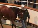 Tattersalls October Yearling Sale Book 1 - Lot 612 Tattersalls October Yearling Sale Book 1 - Lot 612